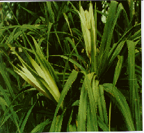 Pandanus flowers (Kewda)